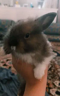 خرگوش کوچولو نژاد لوپ