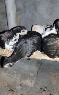 نیمچه مرغ و خروس گلین
