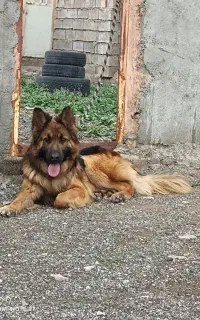 سگ ژرمن اصل نر