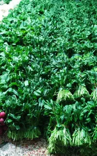 پخش انواع سبزی گلی