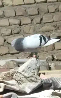 گم شده