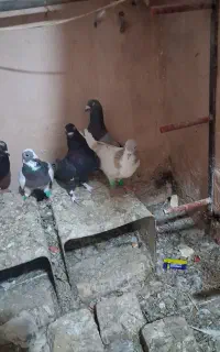 کبوتر