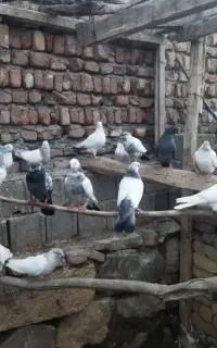 کبوترپرشی