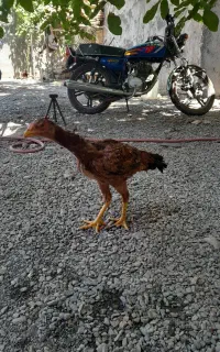 لاری جوان
