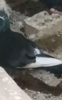 گم شده