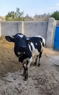 گوساله نر