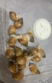 حلزون کلاژن دار