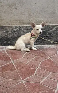 سگ آرام