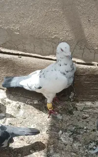 کبوتر از محمد شهر باخت زده هرکس گرفته مژدگانی