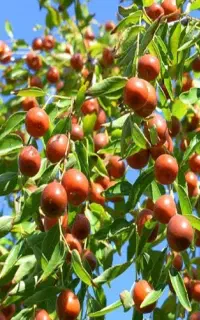 کاشت نهال عناب ، برداشت پرسود