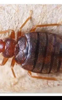سم پاشی ،ساس ،سوسک ،موریانه