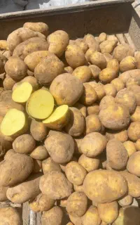 سیب زمینی رقم جیلی بذری سال ۱۴۰۲