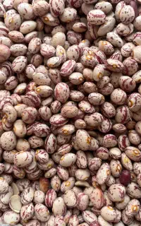 لوبیا چیتی