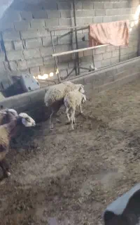 گوسفند وره مار بره ماده لوکس