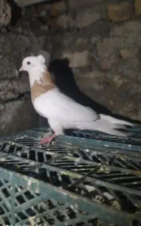 کفتر طوقی تهرانی