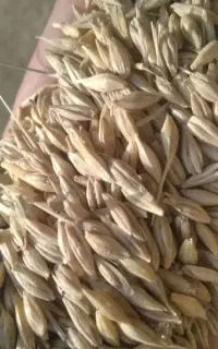 جو فروش