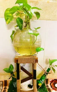گل وگیاه استند گل ابی پتوس‌ با دکوراسیون دستی