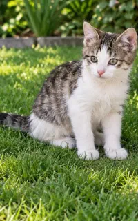 گربه نر دوماه
