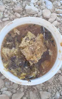 عسل کوهی