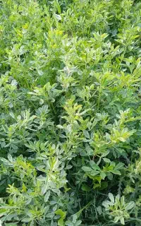 یونجه خشک