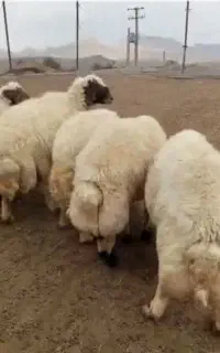قوچ