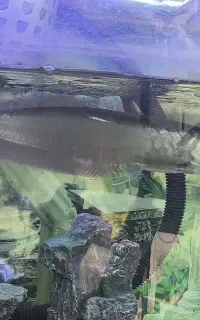 ماهی اکواریومی اروانا سیلور ...