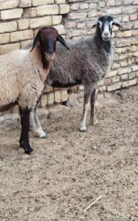 میش شیشک بره ماده