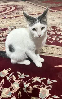 گربه