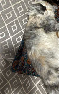 گربه پرشین کالیکو ماده برای( جفت‌گیری)