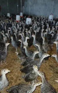 جوجه بوقلمون