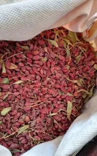 زرشک رو درخت سربیشه