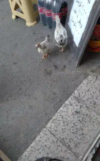 جوجه خانگی