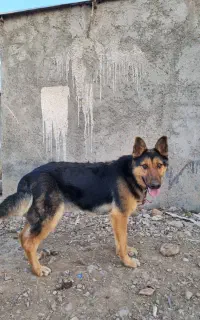 سگ ژرمن برای جفتگیری