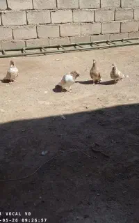 کبوتر