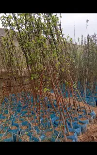 فروش نهال گلدانی فندق البالو گیلاس آلو گیلاس گردو