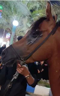 اسب نریان عرب مصری دوسر وارداتی بافق