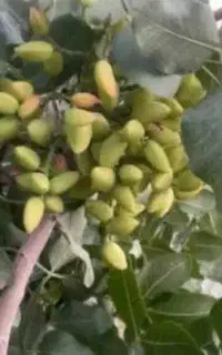 اجاره باغ های پسته بالای ۲۵ هکتار بصورت عرف درصدی