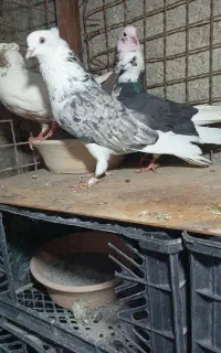 پرنده