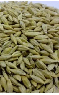 جو مشگین شهر