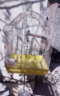 قفس پرنده