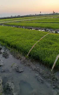 تیم آماده نشا طارم هاشمی ۳ خزانه ۱۵ متری