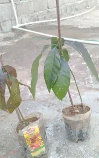 فروش نحال انبه