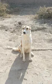 سگ نگهبان