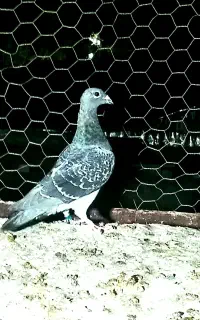 ماده پلاکی اتیغه و خاص