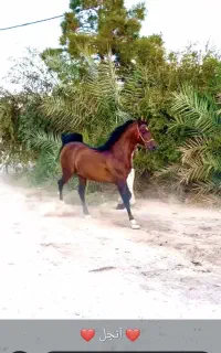 فروش کشش اسب