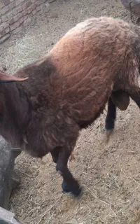 بره قوچ شیشک نژاد دار