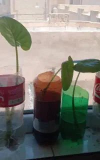 گل بابا ادم
