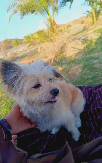 سگ پامر روباهی ماده