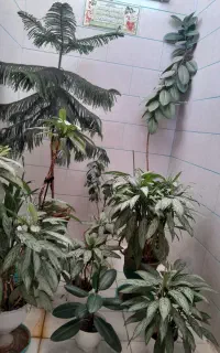 10 گل تازه