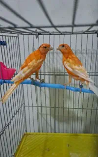 قناری نر و ماده
